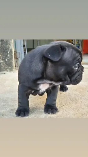 Bulldog francês fêmea de excelente padrão