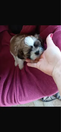 Shih tzu macho 