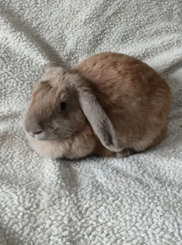 Coelha mini Lop pet mansa