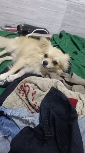 Doação de chihuahua peludo