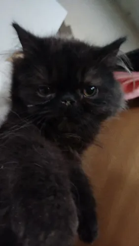 Gato persa