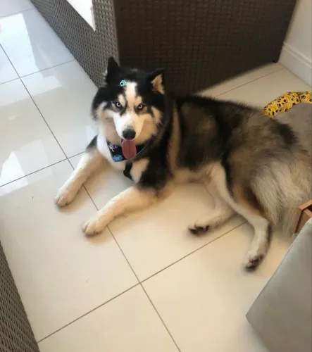 Doa se husky