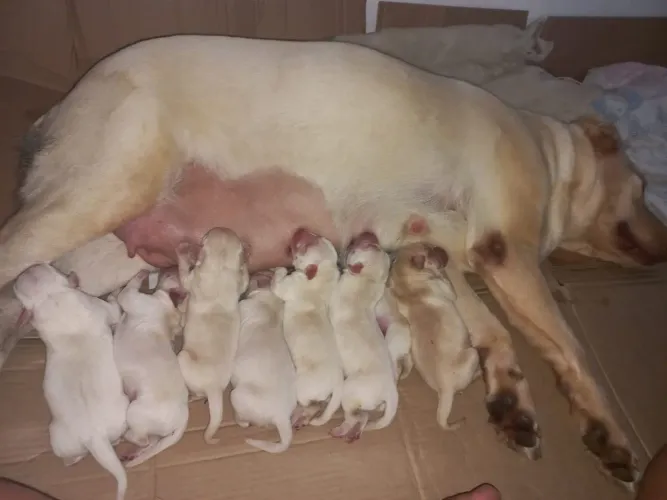 Labrador fêmea