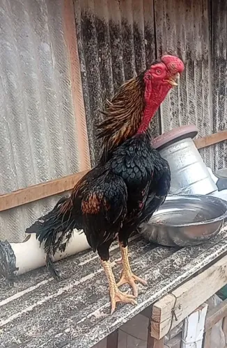 Galo e galinha bico curto