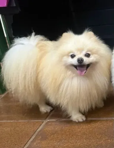 Spitz Alemão