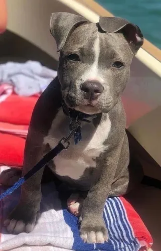 Pitbull - O Tipo De Cachorro Que Deixa Qualquer Ambiente Mais Feliz 