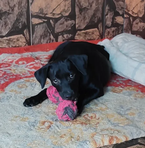 Cachorro para adoção