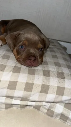 American Bully pocket fêmea