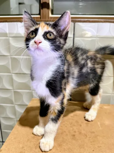 Adoção Responsável ! Gatinha - filhote