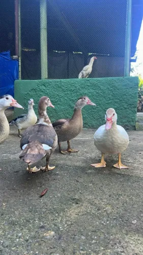 Patos jovens (em BH)