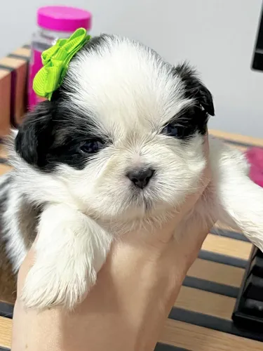 Filhote Shih Tzu Fêmea