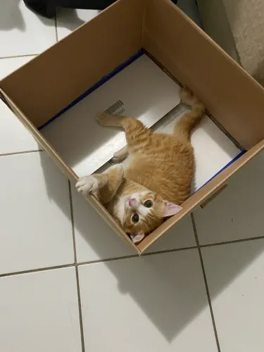 Gatos para adoção responsável 