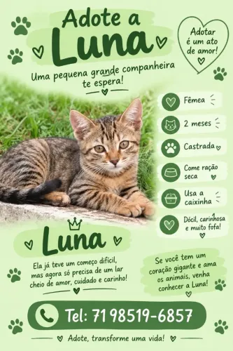 Gatinha Adoção