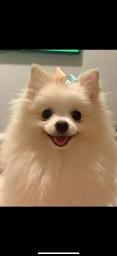 Filhotes de Lulu da Pomerânia (Spitz Alemão Anão) Menor tamanho.