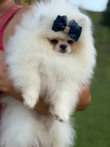 Lulu da pomerania brancos
