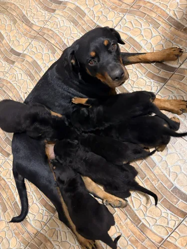 Rottweiler