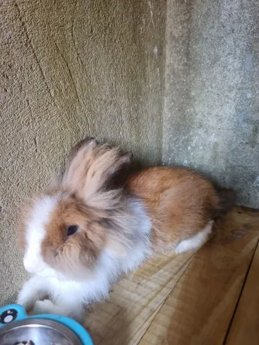 Vendo coelho fofo Macho