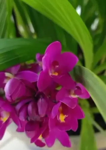 Orquídea da uva