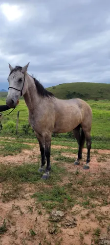 Cavalo Manga Larga