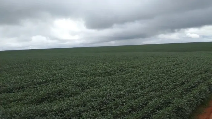 Fazenda 1.100 alq. Em Diamantino MT. 500hect aberto R$:550 mil sacas soja