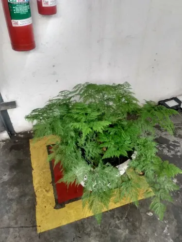 Planta Renda Portuguesa grande - linda e bem cuidada