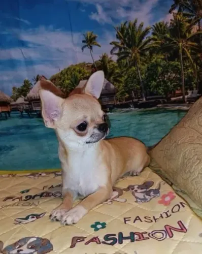 Chihuahua Pequeno Preto e Branco Macho - Brincalhão, Esperto e Companheiro! 