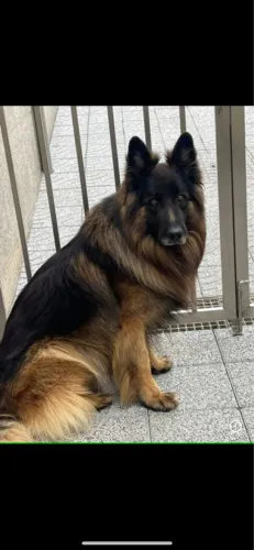 Pastor alemão pelo longo macho 