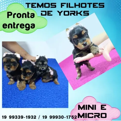 Yorkshire mini com estrutura perfeita - veja fotos!