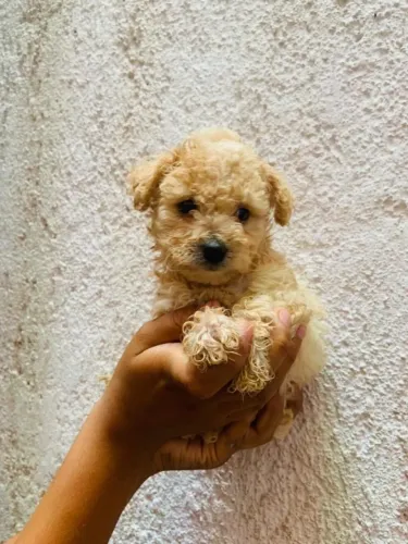 Poodle ?  Inteligente, alegre e muito carinhoso 