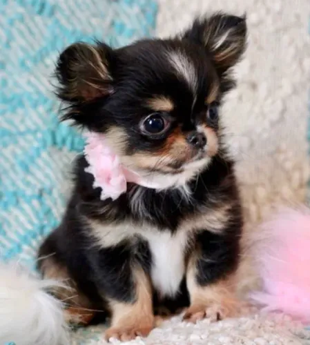 Bebês Chihuahua Pelo Longo