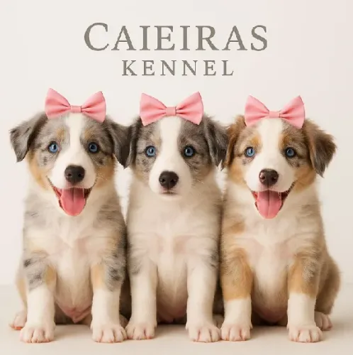 Border Collie Melhor Escolha - Filhotes Prontos para Entrega