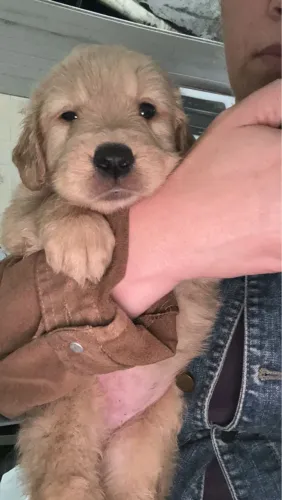Golden Retriever fofo