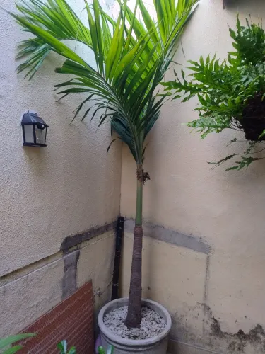 Palmeira-Real adulta em vaso grande dde concreto + orquídea natural no caule