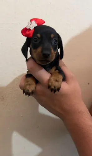 Cachorro Salsicha Filhote - Muito Fofo