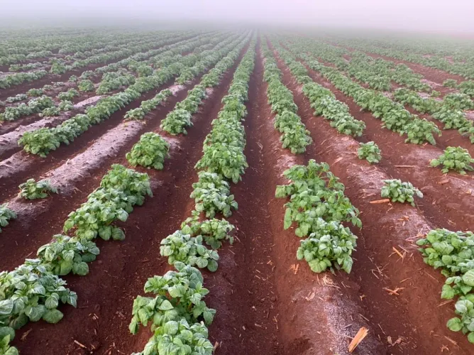 R$120 milhões Fazenda de 627 alqueires em Serranopolis-GO
