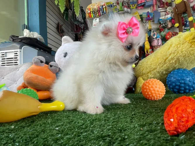 Spitz alemão femea mini disponível