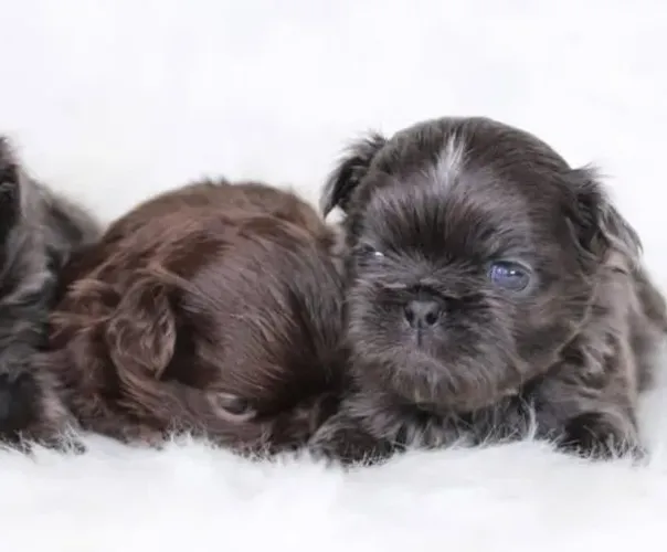 Filhotes de Shih Tzu | Lindos e prontos pra te conquistar!