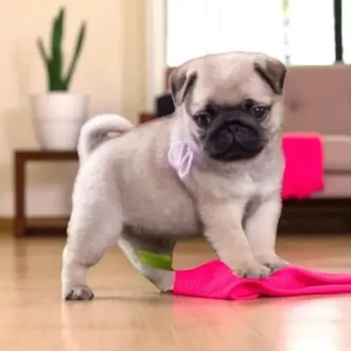 Pug tão fofinho que parece até sonho