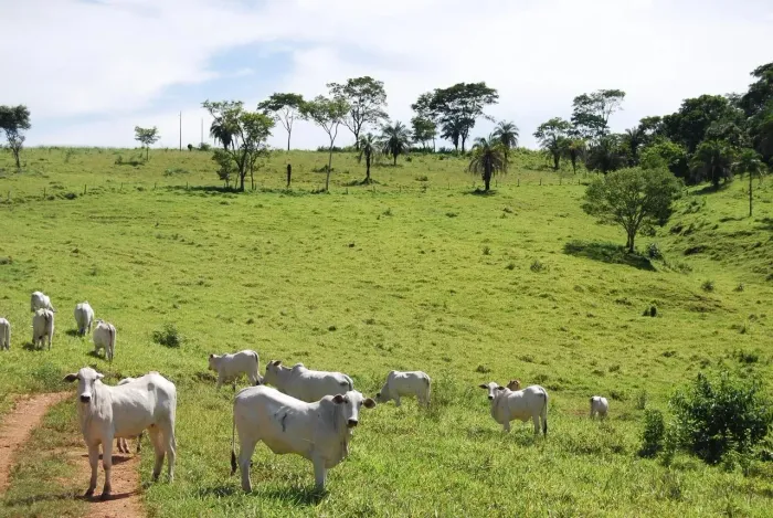 Fazenda com 8 alqueires em Terezópolis de Goias