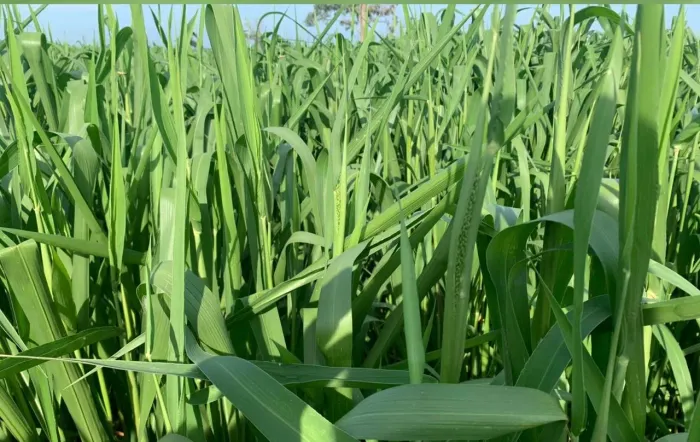 Semente de capim MOMBAÇA 