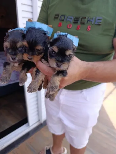 Yorkshire Macho Lindo e Saudável - Promoção Relâmpago