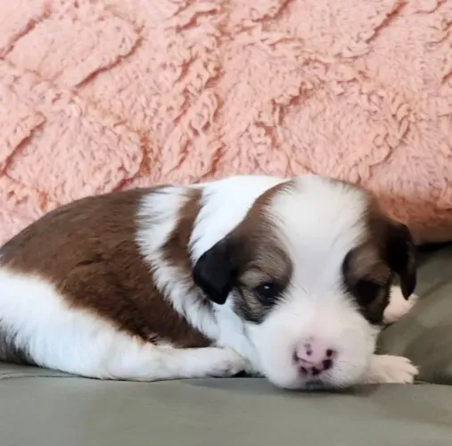 Filhote Lhasa Apso Mini com V8 Importada e vermifugado