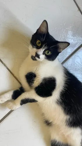 Gatinho