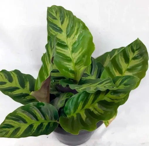 Maranta Calathea