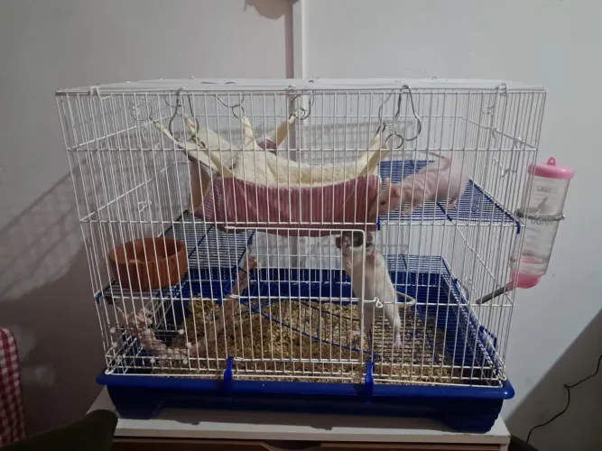 gaiola rato