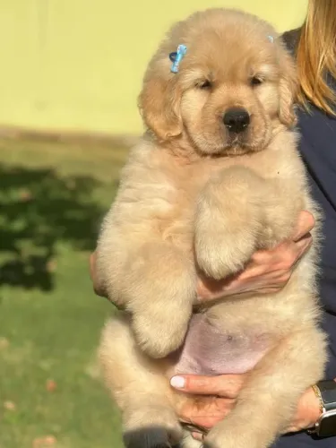 Bebezinho golden retriever brincalhão e saudável com saúde em dia