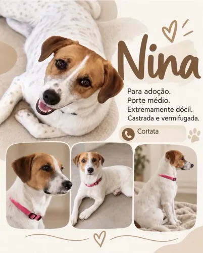 Linda cadela para Adoção (Castrada e vermifugada)