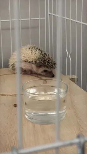 Headhog