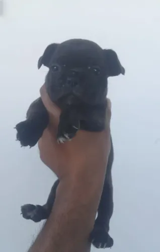 Filhotes de Buldogue Francês a venda
