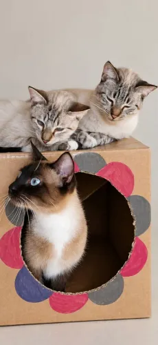 Doação de gatos
